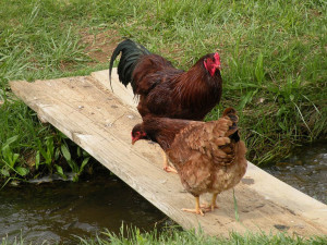 Chicken Traffic Jam