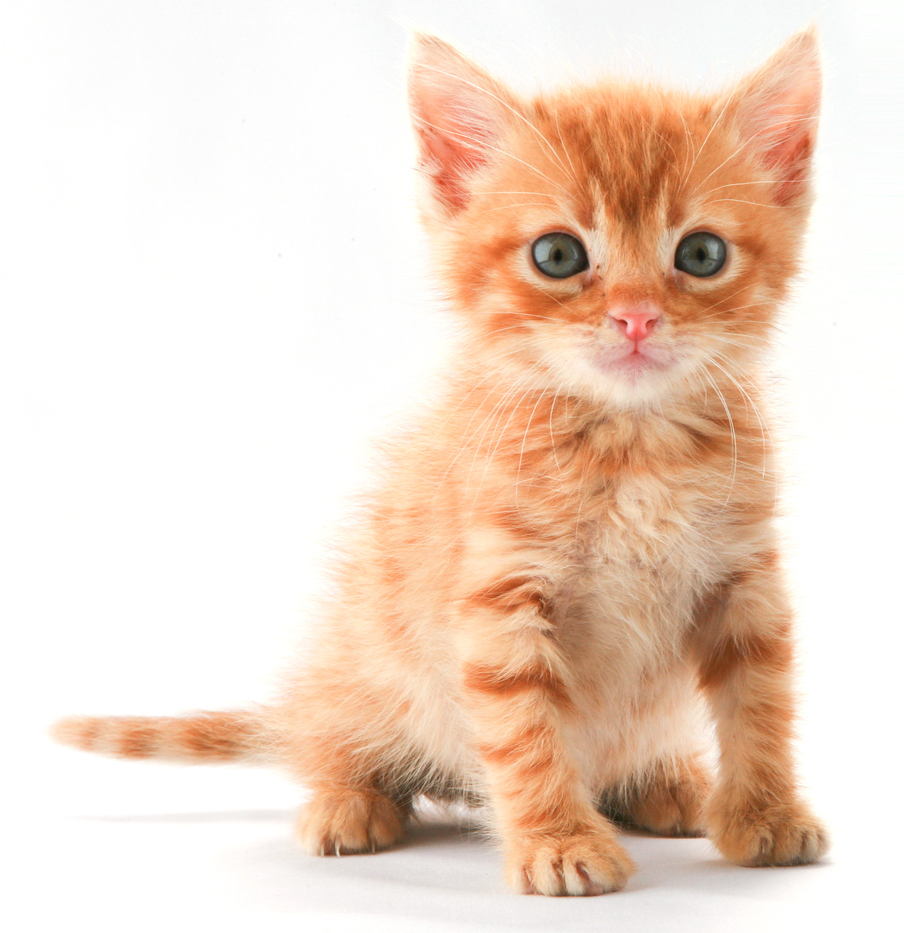 A cute ginger kitten